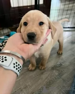 Photo №1. labrador retriever - à vendre en ville de Gregolimano | négocié | Annonce №128775