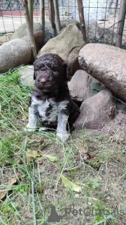 Photo №2 de l'annonce № 71193 de la vente chien d'eau romagnol - acheter à Pologne éleveur