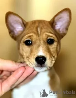 Photos supplémentaires: Chiots Basenji. Chien africain qui n'aboie pas.