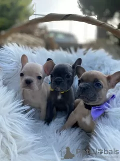 Photo №1. bouledogue - à vendre en ville de Buenos Aires | Gratuit | Annonce №16186