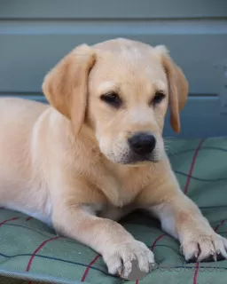 Photo №1. labrador retriever - à vendre en ville de Copenhague | 350€ | Annonce №83361