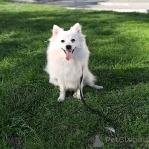 Photos supplémentaires: Chiots Spitz japonais