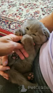 Photos supplémentaires: Chaton Scottish fold