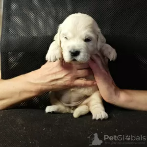 Photos supplémentaires: Chiots Golden Retriever