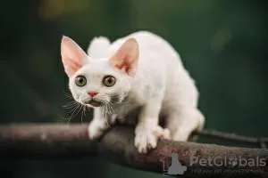 Photo №1. devon rex - à vendre en ville de Москва | 1442€ | Annonce № 20685