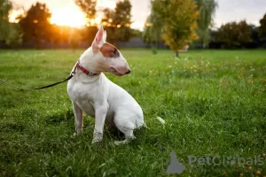 Photos supplémentaires: Vente de chiots bull terrier standard