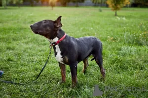 Photos supplémentaires: Vente de chiots bull terrier standard