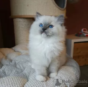 Photo №3. Chatons Ragdoll. Australie