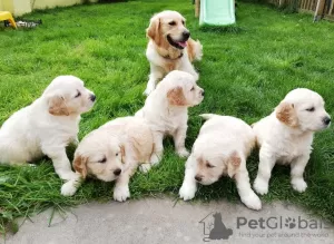 Photo №1. golden retriever - à vendre en ville de Mexico | 423€ | Annonce №12075