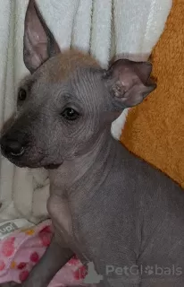 Photos supplémentaires: Chiot Xoloitzcuintle