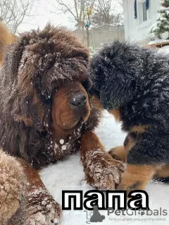 Photo №3. Chiots Mastiff tibétain. Ukraine