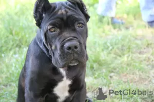 Photo №4. Je vais vendre cane corso en ville de Brest. annonce privée - prix - 231€