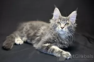 Photo №1. maine coon - à vendre en ville de Васильков | 676€ | Annonce № 14273