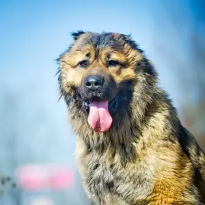 Photo №3. Lolita - un jeune berger du Caucase à la recherche de sa famille! Elle a. Fédération de Russie