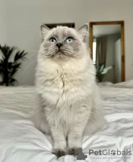 Photo №1. ragdoll - à vendre en ville de Гамбург | 300€ | Annonce № 101792