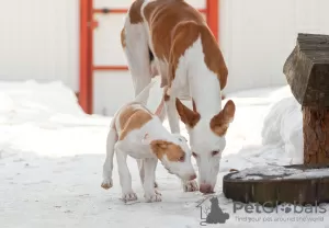 Photos supplémentaires: Chiots Podenco Ibicenco