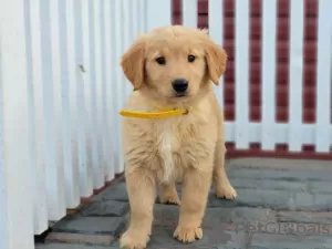 Photo №1. golden retriever - à vendre en ville de Jegenstorf | 400€ | Annonce №18769