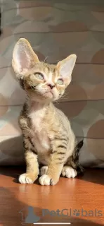 Photo №1. devon rex - à vendre en ville de Штутгарт | 350€ | Annonce № 121031