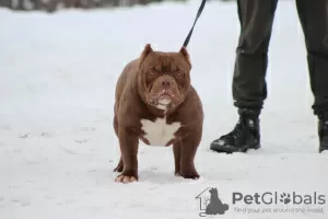 Photo №1. american bully - à vendre en ville de Vitebsk | 1300€ | Annonce №82232