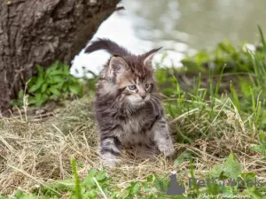 Photo №1. maine coon - à vendre en ville de Gomel | négocié | Annonce № 10932