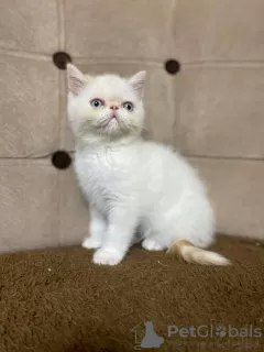 Photo №2 de l'annonce № 127681 de la vente exotic shorthair - acheter à Belgique annonce privée, éleveur