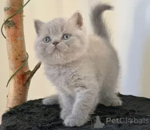 Photo №1. british shorthair - à vendre en ville de Belgrade | 260€ | Annonce № 98348