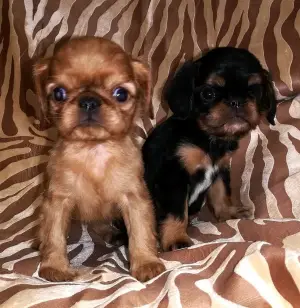 Photo №1. cavalier king charles spaniel - à vendre en ville de Saint-Pétersbourg | 284€ | Annonce №1549