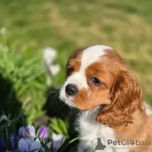 Photo №2 de l'annonce № 99131 de la vente cavalier king charles spaniel - acheter à Norvège annonce privée