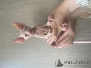 Photo №3. sphynx canadien. La Lettonie