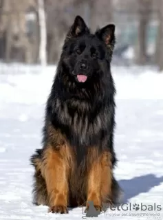 Photo №3. Berger Allemand poil long mâle de 11 mois. Fédération de Russie