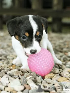 Photo №4. Je vais vendre jack russell terrier en ville de Гамбург. annonce privée - prix - 270€