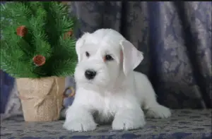 Photo №1. schnauzer miniature - à vendre en ville de Novosibirsk | 354€ | Annonce №1447