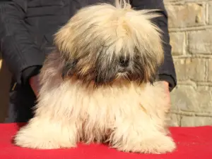 Photo №3. Bébé Lhassa Apso prometteur. Ukraine