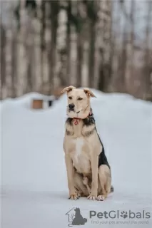 Photos supplémentaires: Le merveilleux chien Denver est entre de bonnes mains.