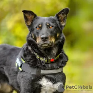 Photos supplémentaires: Joli chiot adolescent entre de bonnes mains.