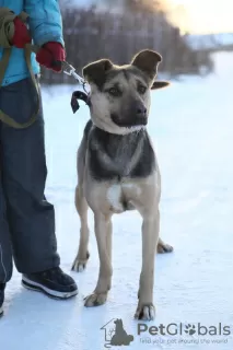 Photo №4. Je vais vendre chien bâtard en ville de Краснокамск. de l'abri - prix - Gratuit