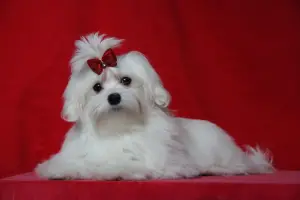 Photo №1. bichon maltais - à vendre en ville de Moscou | Négocié | Annonce №1437