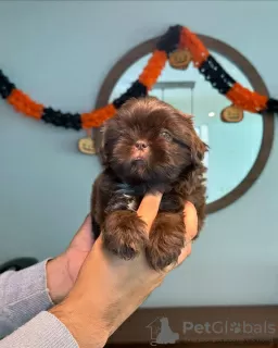 Photo №1. shih tzu - à vendre en ville de Columbus | 757€ | Annonce №124131