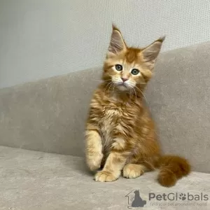 Photo №1. maine coon - à vendre en ville de Калифорния Сити | 757€ | Annonce № 127424