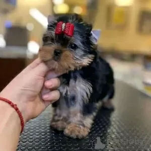 Photo №1. yorkshire terrier - à vendre en ville de Франкфурт-на-Майне | négocié | Annonce №130634