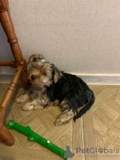 Photos supplémentaires: Chiots Yorkie à vendre, garçon et fille