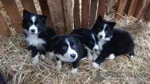 Photo №1. border collie - à vendre en ville de Дрезден | négocié | Annonce №43177