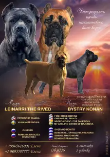 Photos supplémentaires: Chiots cane corso