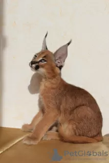 Photos supplémentaires: Chatons caracal