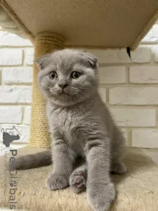 Photo №1. scottish fold - à vendre en ville de Krasnodar | négocié | Annonce № 57072