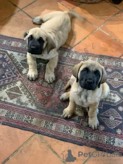 Photo №2 de l'annonce № 18147 de la vente bullmastiff - acheter à Ukraine annonce privée