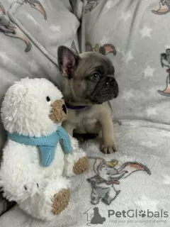 Photo №1. bouledogue - à vendre en ville de Charleston | 312€ | Annonce №112303