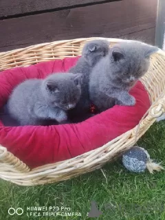 Photo №1. scottish fold - à vendre en ville de Canberra | Gratuit | Annonce № 99063