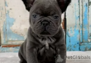 Photo №1. bouledogue - à vendre en ville de Saariselkä | Gratuit | Annonce №128229