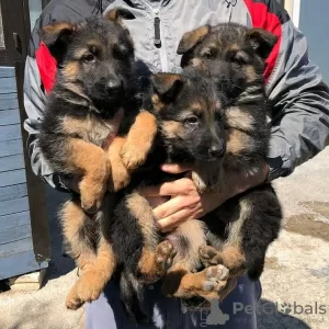 Photo №1. berger allemand - à vendre en ville de Berne | négocié | Annonce №124028